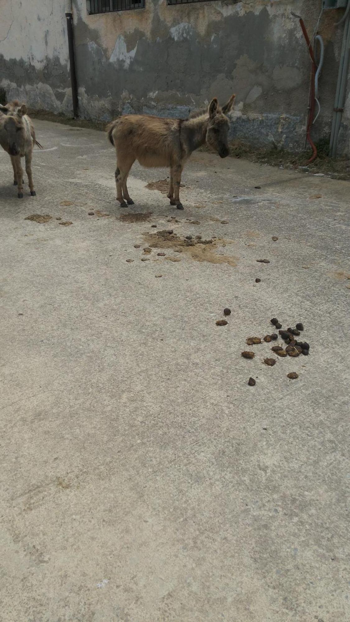 Filoxenia Di Umberto Pensionat Sassari Exteriör bild